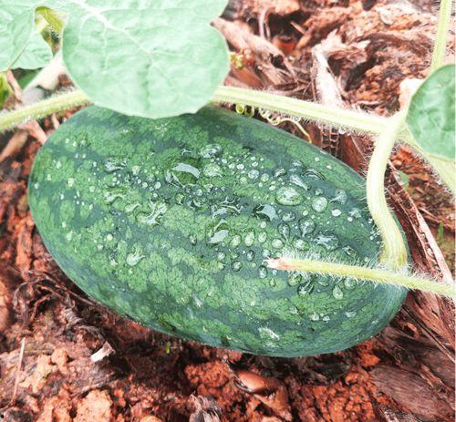 在哪里可以找到吃瓜,吃瓜群众的聚集地